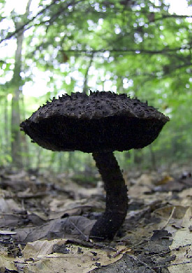 Strobilomyces floccosus